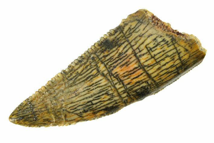 Serrated Raptor Tooth - Real Dinosaur Tooth #297539